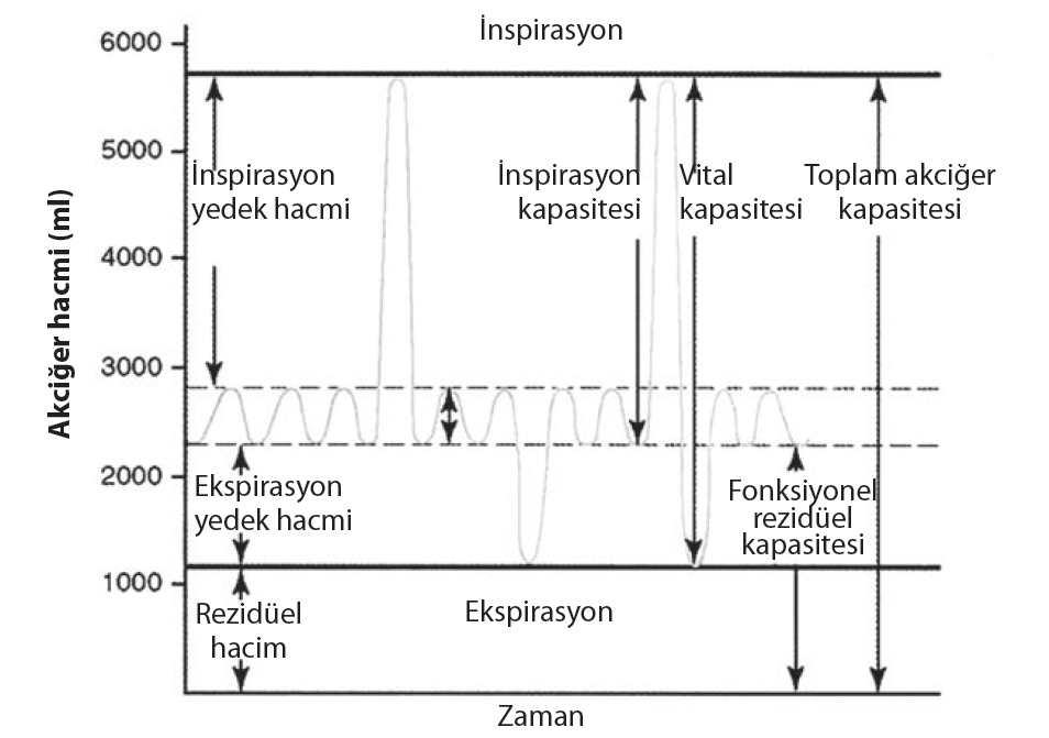 akciğer hacimleri