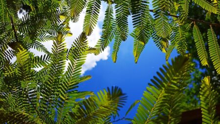 nature, sky, environment