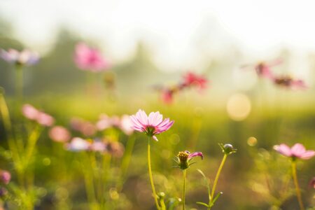 Pink Flowers on the Garden