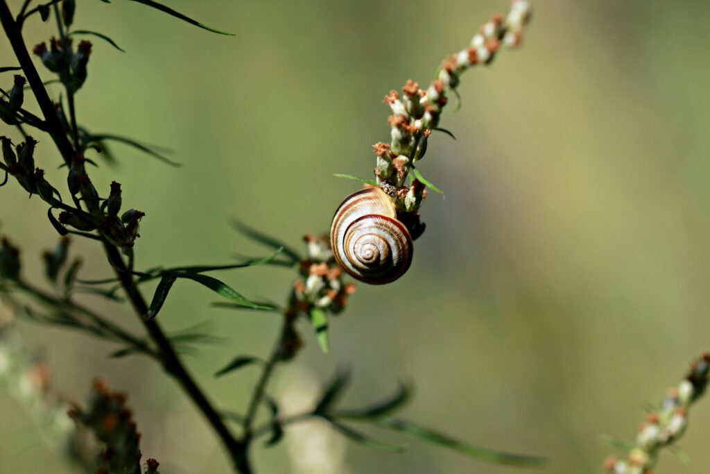 A detailed view of a snail on a plant branch, showcasing nature's beauty and delicate balance.